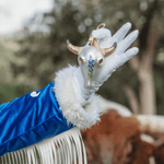 Steer Head Skull Christmas Ornament - 2025 - Lizzy G's Fine Gifts
